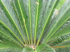 Cycas circinalis