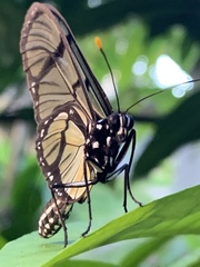 Methona confusa confusa