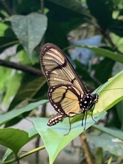 Methona confusa confusa