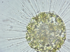 Heliozoa