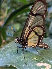 Methona confusa confusa