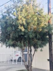 Pinus maximartinezii