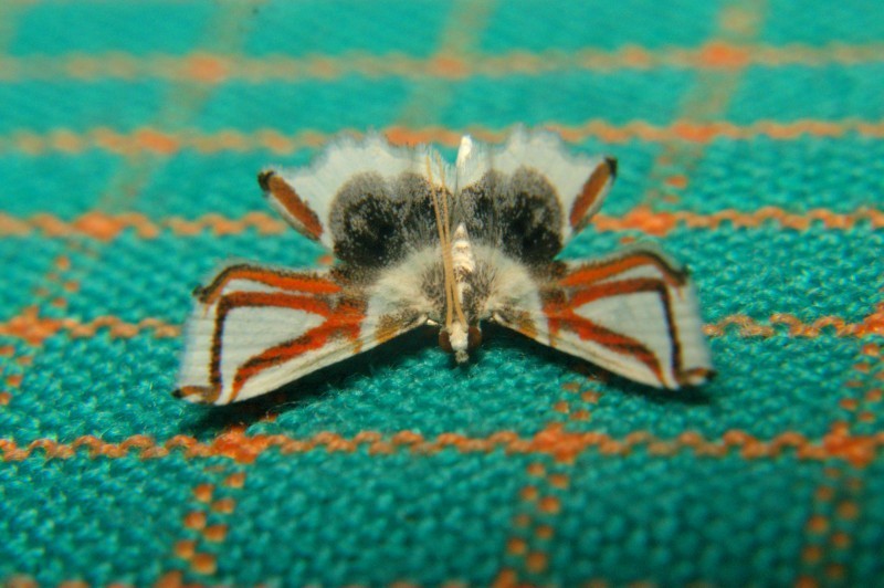 Musotima instrumentalis