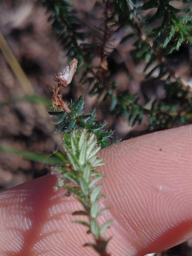 Image of Smugglers Heath (Erica mackayana) by (c) Gijs Romijn, some rights reserved (CC BY)