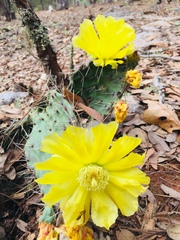 Opuntia pachyrrhiza