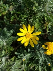 Asteraceae