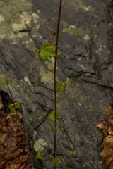 Viburnum acerifolium