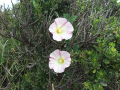 Calystegia purpurata
