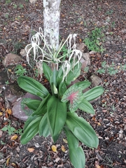 Hymenocallis caribaea