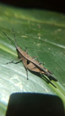 Xiphiola cyanoptera
