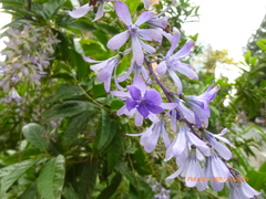 Petrea rugosa