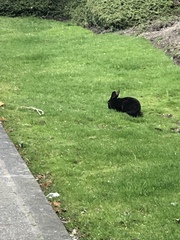 Oryctolagus cuniculus