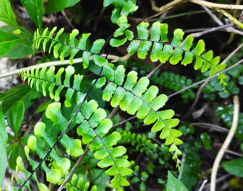 Fragrant maidenhair (Adiantum melanoleucum)
