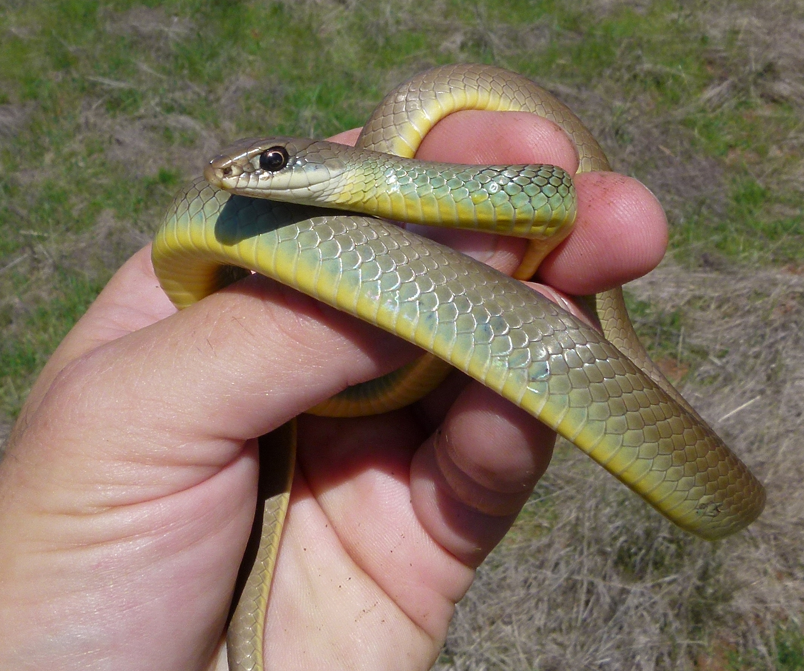 Blue Racer (Reptiles of Ohio) · iNaturalist