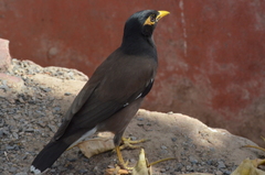 Acridotheres tristis