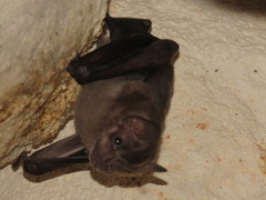 Artibeus jamaicensis yucatanicus