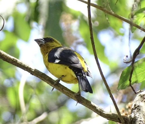 Black-thighed Grosbeak (Pheucticus tibialis), photo 10