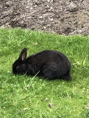 Oryctolagus cuniculus