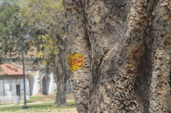 Funambulus pennantii