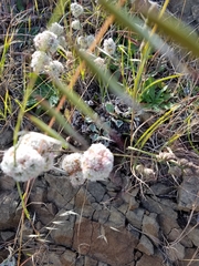 Eriogonum latifolium