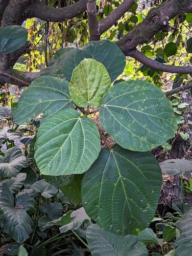 Ficus auriculata