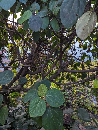 Ficus auriculata
