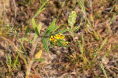 Arnebia coerulea, photograph Dmitry Boldyrev, CC BY, iNaturalist via GBIF