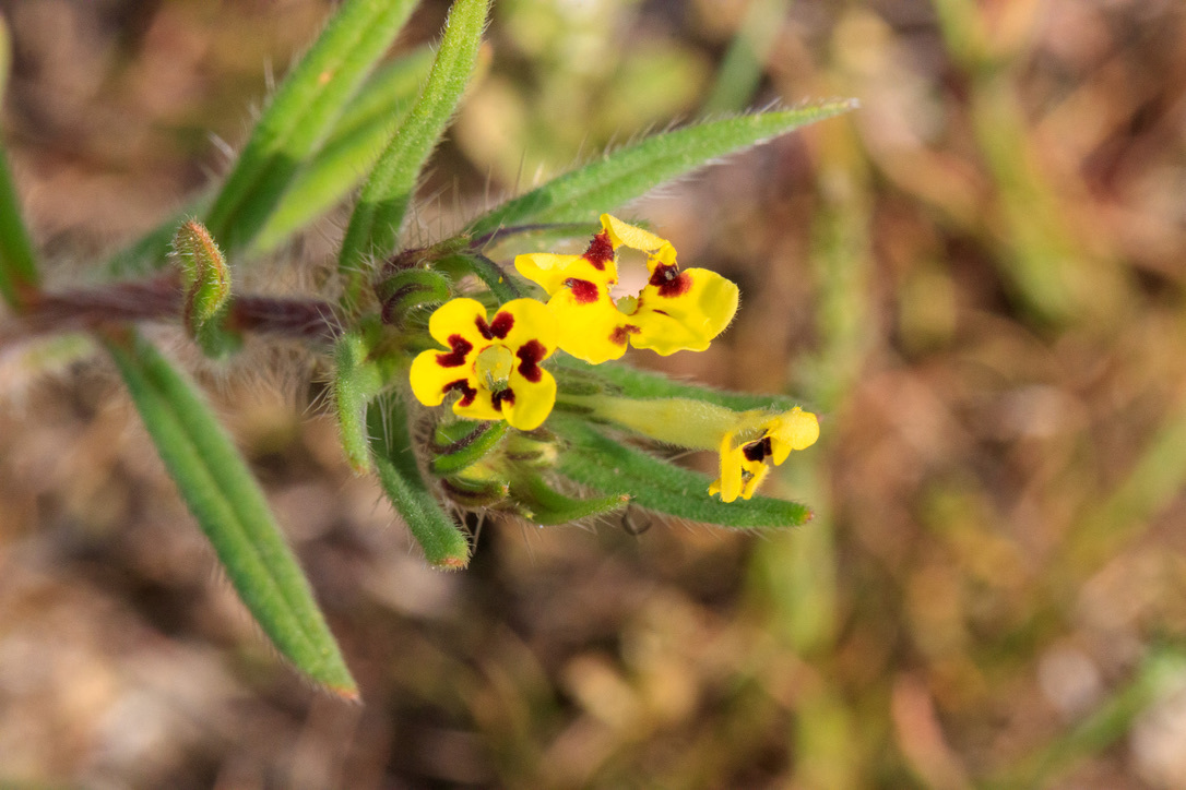 Arnebia coerulea