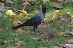 Corvus splendens