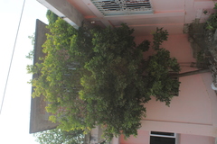 Melicoccus oliviformis