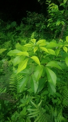 Crateva adansonii formosensis