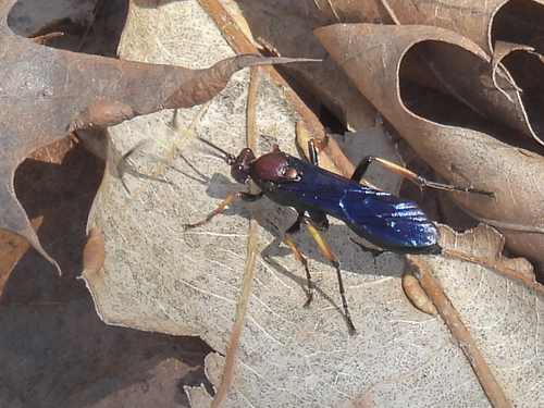 Ichneumon centrator photo 3