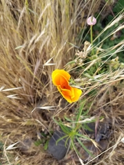 Eschscholzia californica