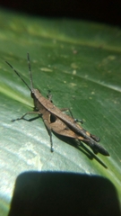 Xiphiola cyanoptera