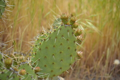 Opuntia oricola