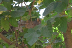 Argya striata