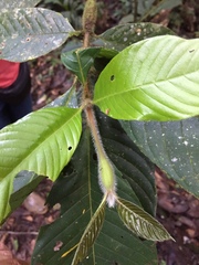 Duroia hirsuta