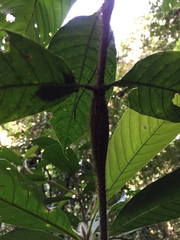 Duroia hirsuta