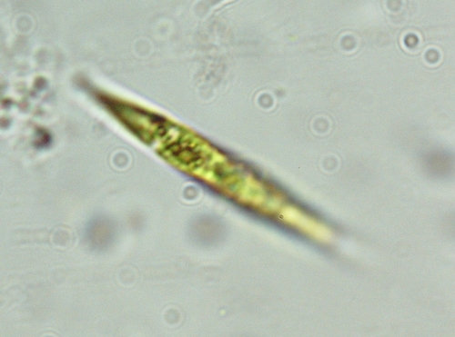 Chlorogonium elongatum