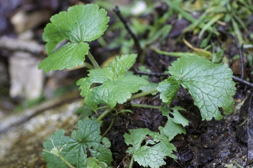 Roundleaf brookfoam (Boykinia rotundifolia)