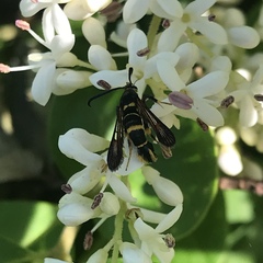 Synanthedon decipiens