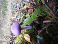 Cortinarius magellanicus