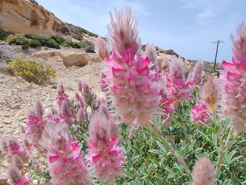 Image of Ebenus cretica by (c) Eleftherios Katsillis, some rights reserved (CC BY)