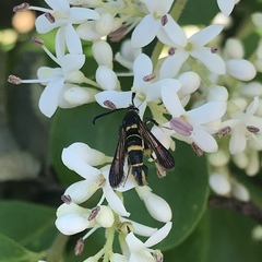 Synanthedon decipiens