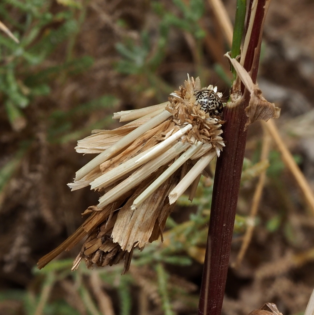 Oiketicoides jordana