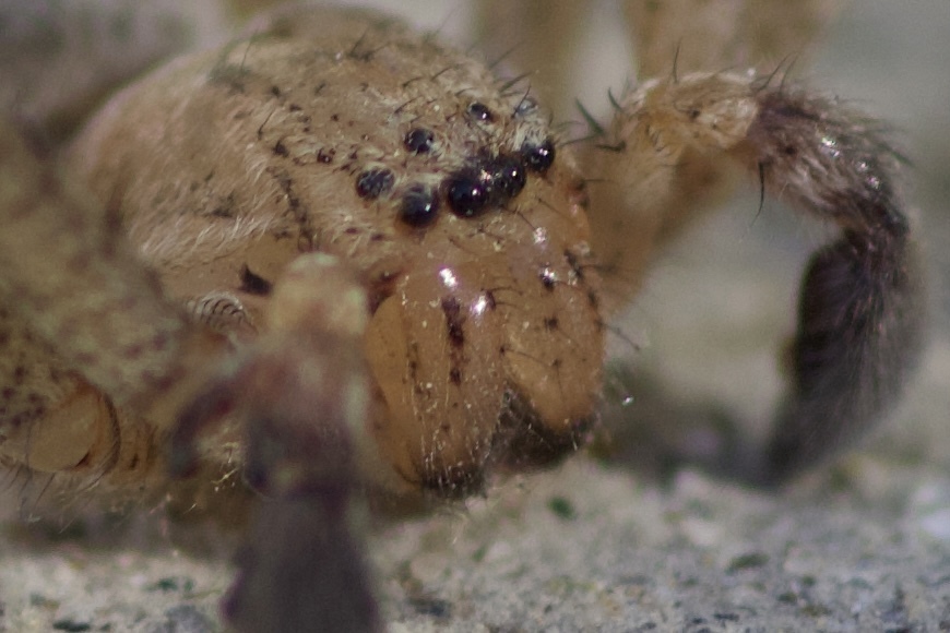 Curicaberis peninsulanus
