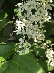 Synanthedon decipiens