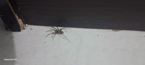 Barn funnel weaver