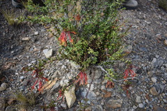 Tristerix penduliflorus