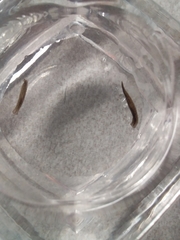 Continenticola